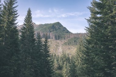 güzel Tatra Dağları ve ağaçların altında mavi gökyüzü, Slovakya