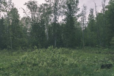 yeşil yaz yeşillik yaz kırsal kesimde