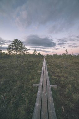 Ahşap tahta boardwalk perspektif sonbaharda bataklık bölgede