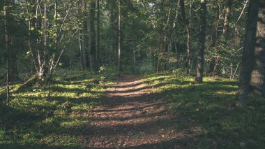 Hiking trail izlemek yeşil yeşillik güneş ışığı ile yaz ormandaki