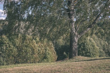 Yaz kırsal bölgede büyüyen huş ağacı