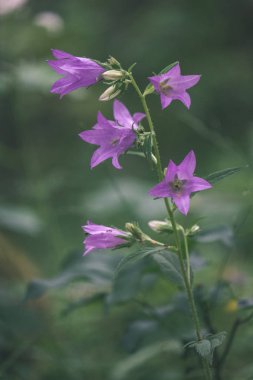 kırsal Bahçe yaz çiçek çiçek üzerinde arka plan bulanık