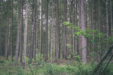 Ladin ve çam ağaçları ile herdem yeşil orman arka plan