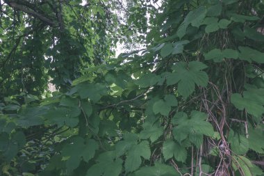 arka planını yaz ormandaki yeşil yeşillik