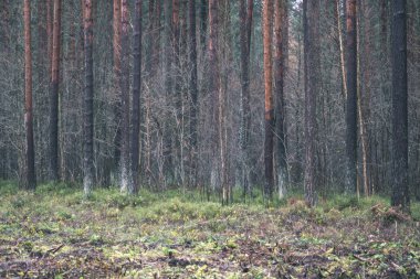 bulutlu herdem yeşil orman ağaç gövdeleri