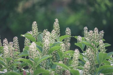 yeşil yapraklar yaz kırsal bölgede büyüyen arka plan