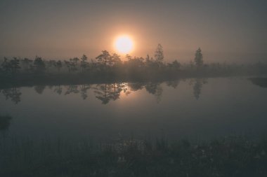 gündoğumu ile bataklık bataklık alan ağaçların su yansımaları ile siste
