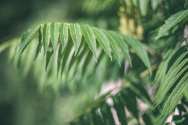 yeşil yapraklar yaz kırsal bölgede büyüyen arka plan