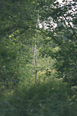 doğada büyüyen yeşil yaz yeşillik