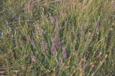 bataklık bitki örtüsü Close-up çim bents ve bitki örtüsü ile yakından, sonbaharda çıkmaza sokmak