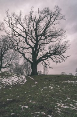 Yalnız çıplak büyük ağaç kırsalında bulutlu gökyüzü altında