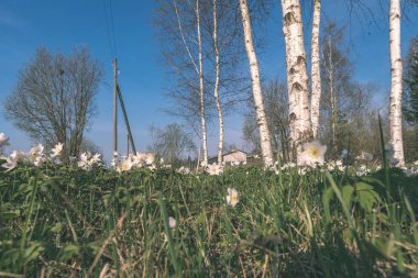 Yaz kırsal bölgede büyüyen huş ağaçları