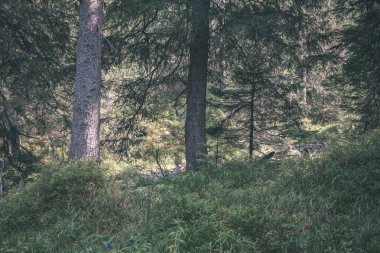 Ladin ve çam ağaçları ile herdem yeşil orman arka plan