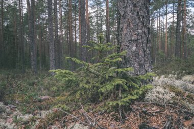 Ladin ve çam ağaçları ile herdem yeşil orman arka plan