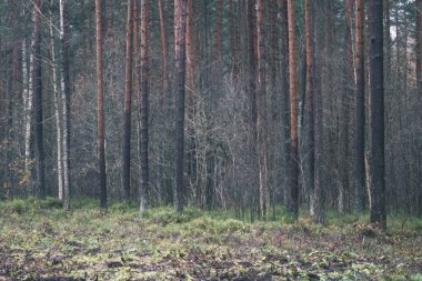 bulutlu herdem yeşil orman ağaç gövdeleri