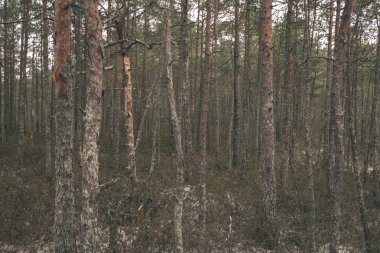 bulutlu kış ormanda kuru ağaç gövdeleri