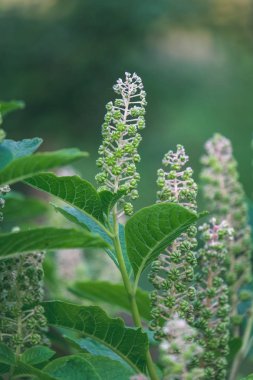 kırsal Bahçe bitkileri üzerinde yaz aylarında çiçek açan arka plan bulanıklık