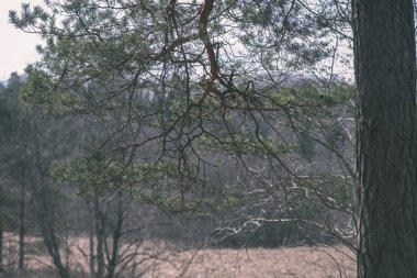 çam ağacı dalı ile arka plan bulanık yeşil iğne falan batmazdı