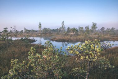 Bataklık bataklık alan ile küçük su birikintisi açık gökyüzü altında