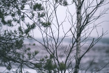 çam ağacı dalları ve huş ağacı Ağaç gövdesinde arka plan bulanıklık