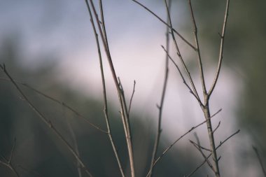 arka plan arka plan bulanık geç sonbaharda çıplak ağaç dalı