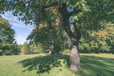 mavi gökyüzü yaz Park karşı büyük yeşil ağaçlar