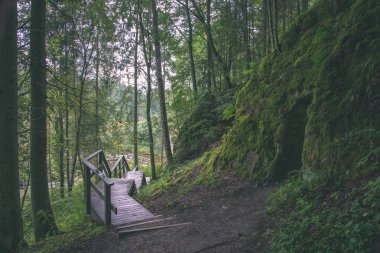 Ahşap tahta boardwalk sonbahar bataklık bölgede