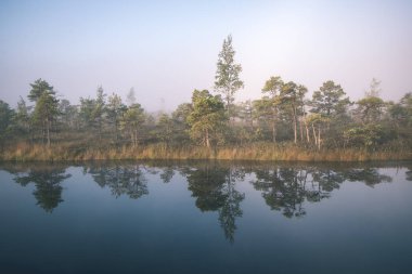 Bataklık bataklık alan ile küçük su birikintisi açık gökyüzü altında