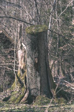 Ormandaki yaşlı kuru ağaç kütüğü