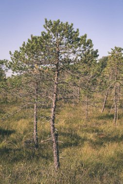 Yaz doğada büyüyen çam ağaçları