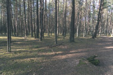 Kuru ağaç gövdeleri güneşli ormandaki arka plan