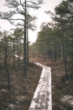 ormanda bataklık alanında ilk kar ile kaplı ahşap tahta patika boardwalk