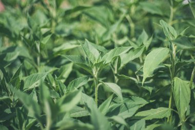 yeşil yapraklar yaz kırsal bölgede büyüyen arka plan