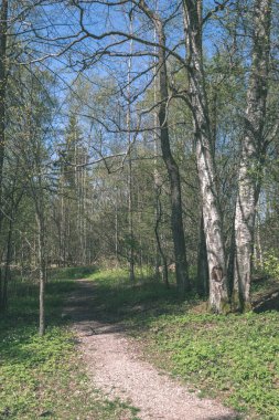 huş ağaçları yolu ormandaki yakınındaki büyüyen