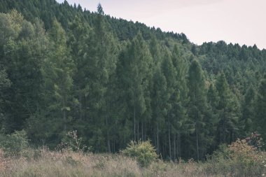 herdem yeşil çam ormanda mountains, Slovakya için yamaçlarında