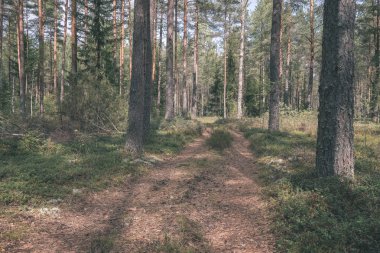 Ladin ve çam ağaçları ile herdem yeşil orman arka plan
