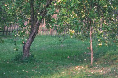 Yaz kırsal kesimde Bahçe büyüyen elma ağacı