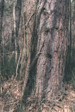 eski gri ağaç gövdesi doğada doku