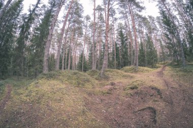 ormandaki ağaç gövdeleri düşük açılı görünümü