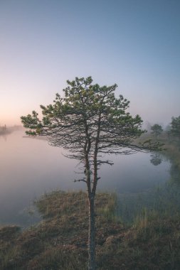 Sisli bataklık bataklık alan parlak gündoğumu
