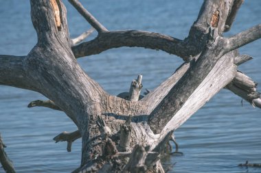 yakın çekim eski kuru ağaç gövdesi deniz kenarı