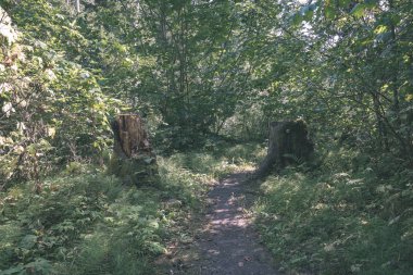 yeşil yaz ormandaki kırsal yollar