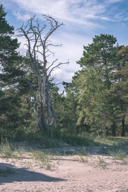 Yaz ormandaki kuru ağaç gövdeleri