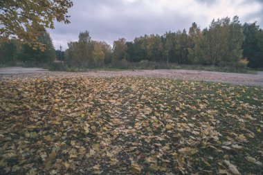 kırsal kesimde bulutlu gökyüzü altında zeminde sonbahar yaprakları