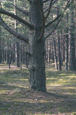 Kuru ağaç gövdeleri güneşli ormandaki arka plan