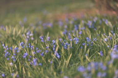 kırsal Bahçe yaz çiçek çiçek üzerinde arka plan bulanık