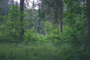 gün ışığında yeşil yaz ormandaki ağaç altındaki çalılık