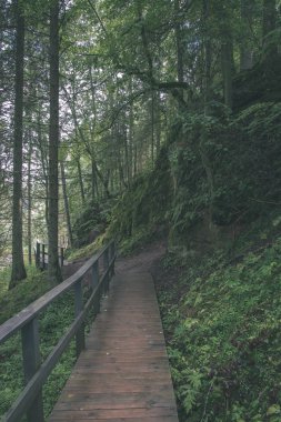 Ahşap tahta boardwalk sonbahar bataklık bölgede