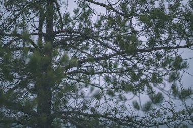 çam ağacı gövde ve dallar bataklık alanı'nda arka plan bulanıklık