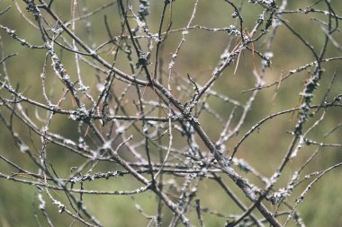 çıplak ağaç dalları geç sonbaharda Close-up